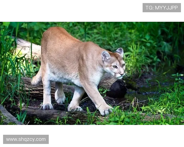 阿特拉斯与美洲狮的巅峰对决谁将赢得这场精彩较量